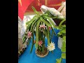 DIY Cây Thanh Long làm từ kẽm nhung #diy #diycrafts #handmade