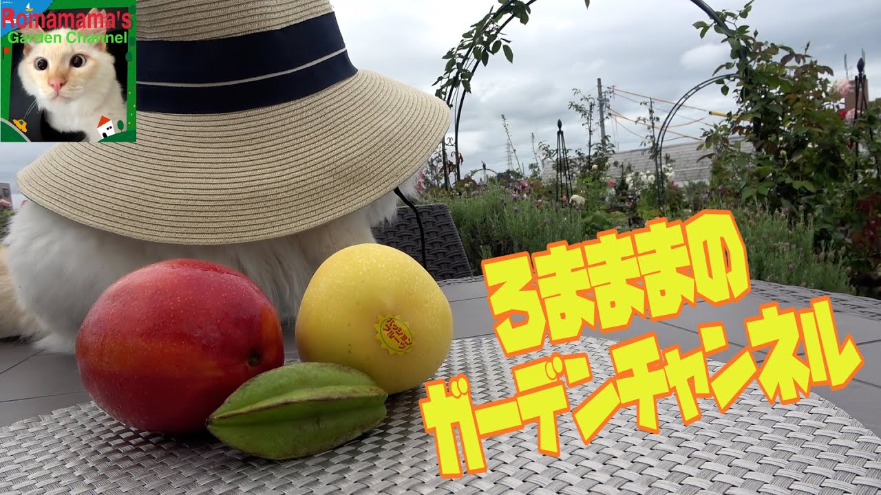 リサイクル】食べたマンゴーの種を植えてみた - YouTube