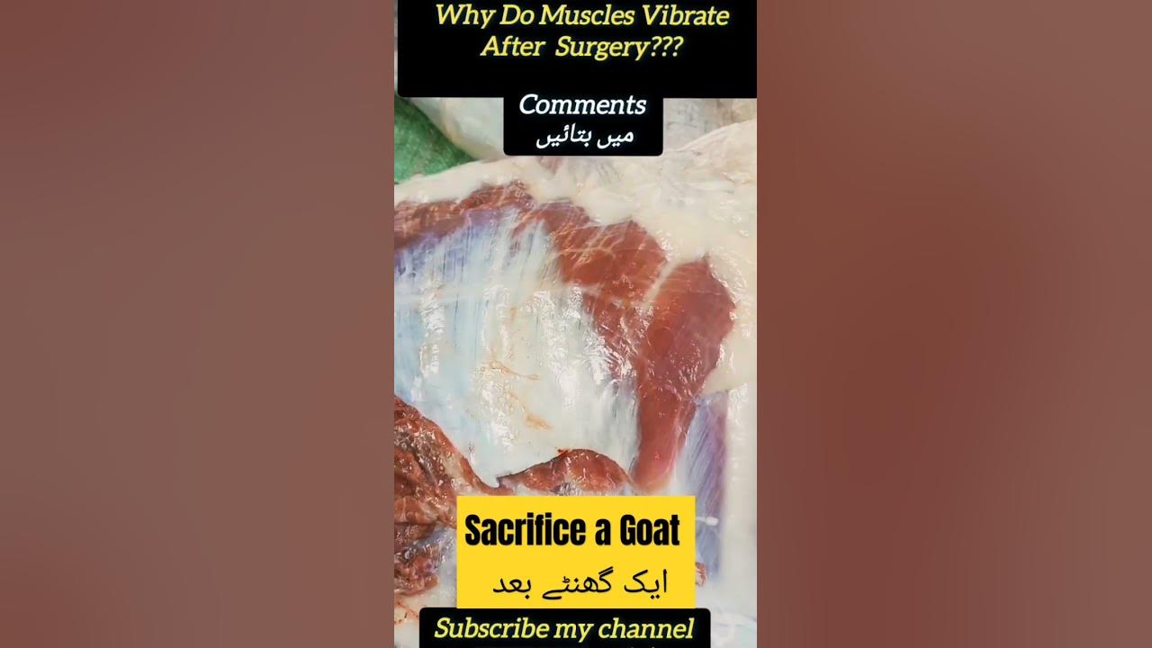 why-do-muscles-vibrate-after-surgery-till-one-hour-sacrifice-a-goat