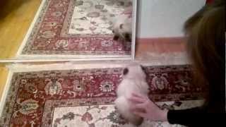 Ragdoll Cat and a Mirror