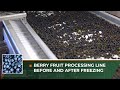 Berry Fruit Processing Line before and after Freezing