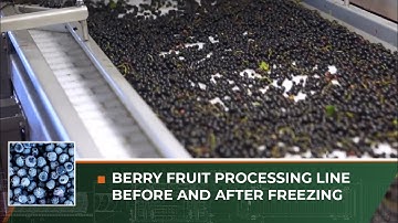 Berry Fruit Processing Line before and after Freezing