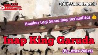 INAP KING GARUDA By_Atax Walet (Suara Inap Walet) Sudah ada DNA Suara Legend Koloni👍