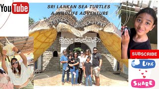 Sea Turtles of Sri Lanka | A Conservation Journey - මුහුදු කැස්බෑවා