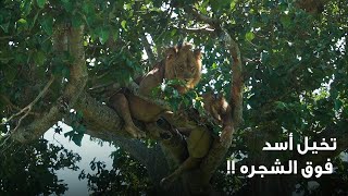 Safari - سفاري أوغندا