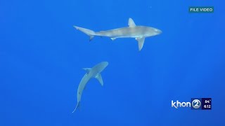 Shark sighting at Hanalei Bay warns Ocean Safety