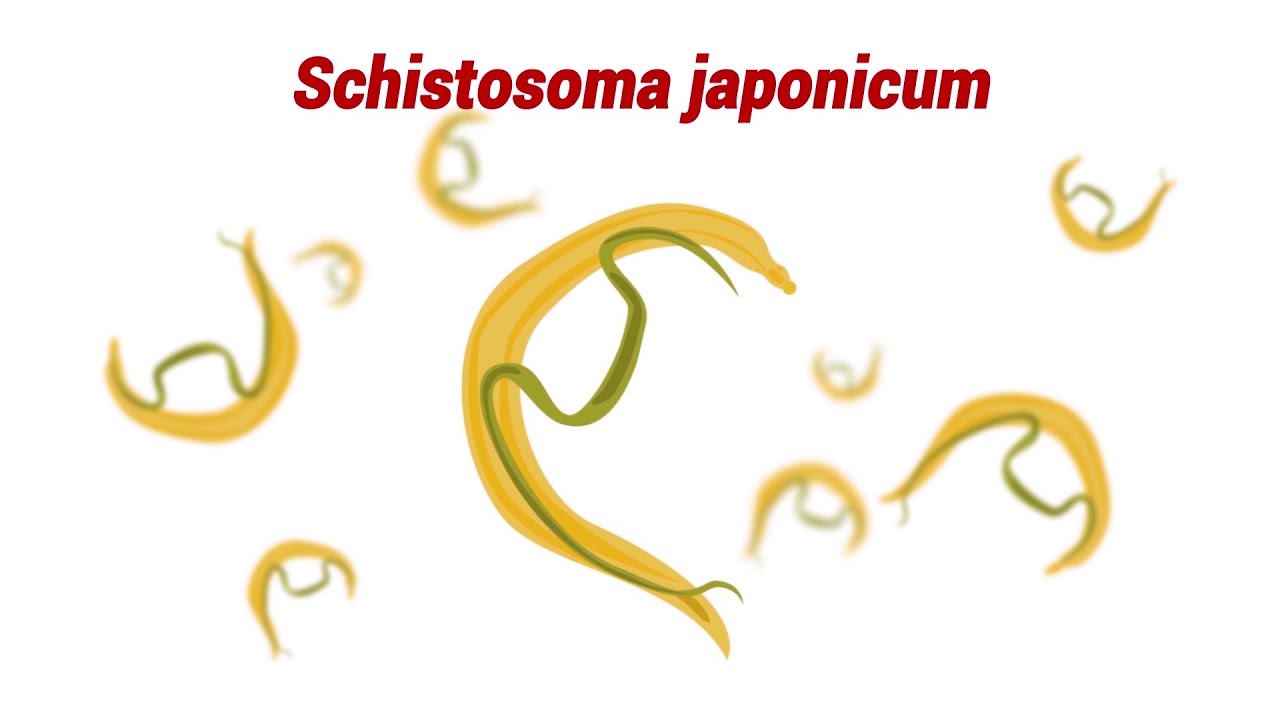 a schistosomiasis vírus vagy baktérium