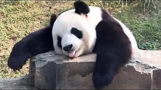 Try Not To Laugh - Funny Panda Video 2023 | Pets Town | Funny Frenzy