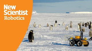 Can robots save the emperor penguin