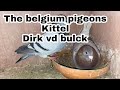 The belgium pigeons  kittel line dirk van den bulck  breeding season 2024 