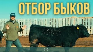 КАК ПРАВИЛЬНО ПОДОБРАТЬ БЫКА - ПРОИЗВОДИТЕЛЯ? @agroblog_kz8356 @ArsenIslamovandhiscattle