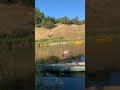 #Viral hooks#short video#viral
