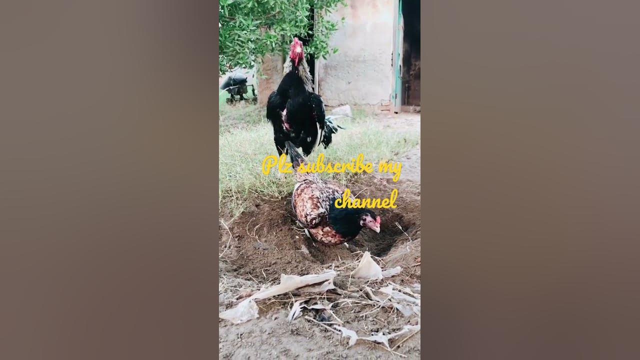 marathi-aseel-breeding-pair-ljora-youtube