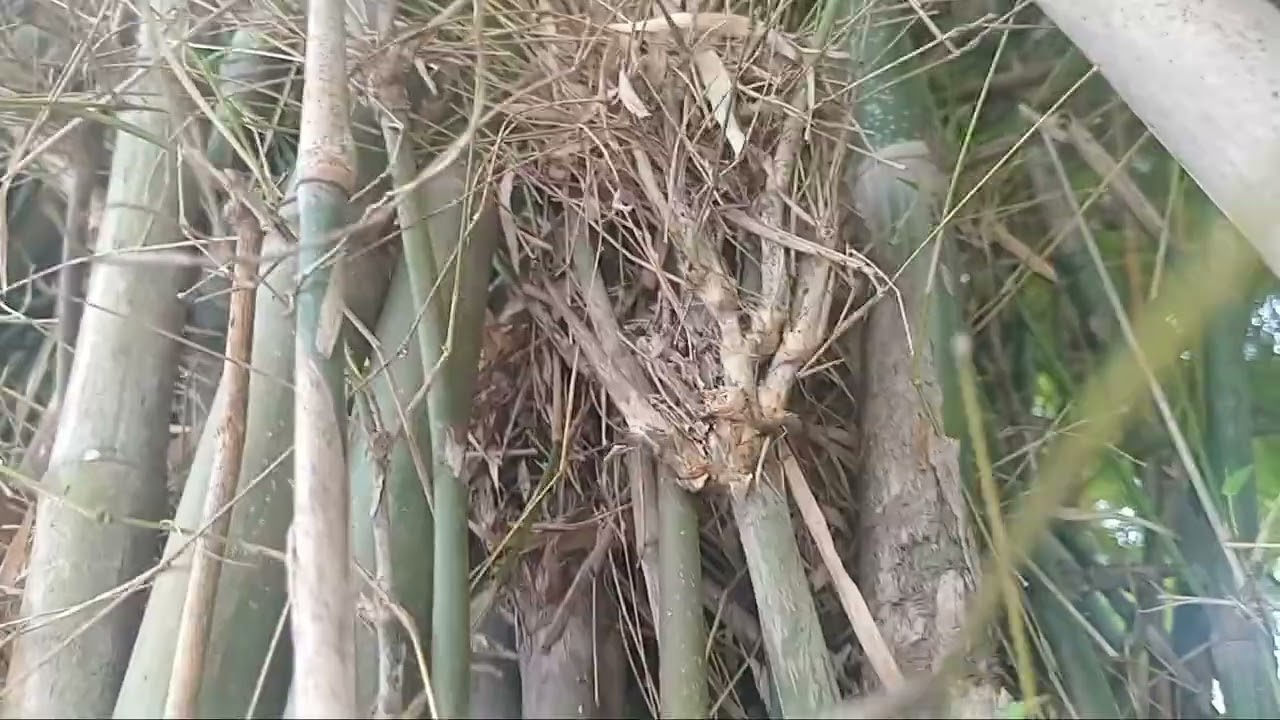 3 dapur bambu manyan bambu kurung unik nya .eh ujan deras#bambuuniknusantara. 