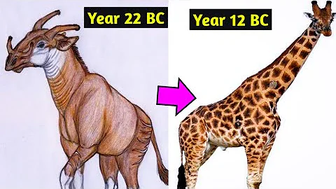 Evolution of the Giraffe 25 - 12 BC | History of Giraffe (Giraffa), Documentary video