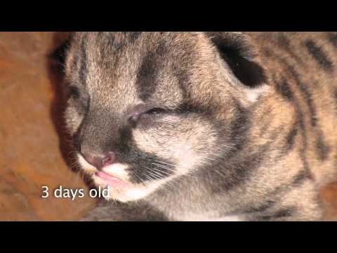 वीडियो: पेट स्कूप: चार शेर ओरेगन चिड़ियाघर में जन्मे, कैलिफोर्निया ब्लू व्हेल्स मेक कम बैक