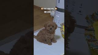 아빠 감시하는 쿠키 #쿠키 #쿠키네 #말티푸 #크림말티푸 #강아지브이로그 #강아지일상 #아기강아지 #아기댕댕이 #강아지 #필터욱 #필터욱의별다방 #필터욱먹방 #먹방 #음악방송