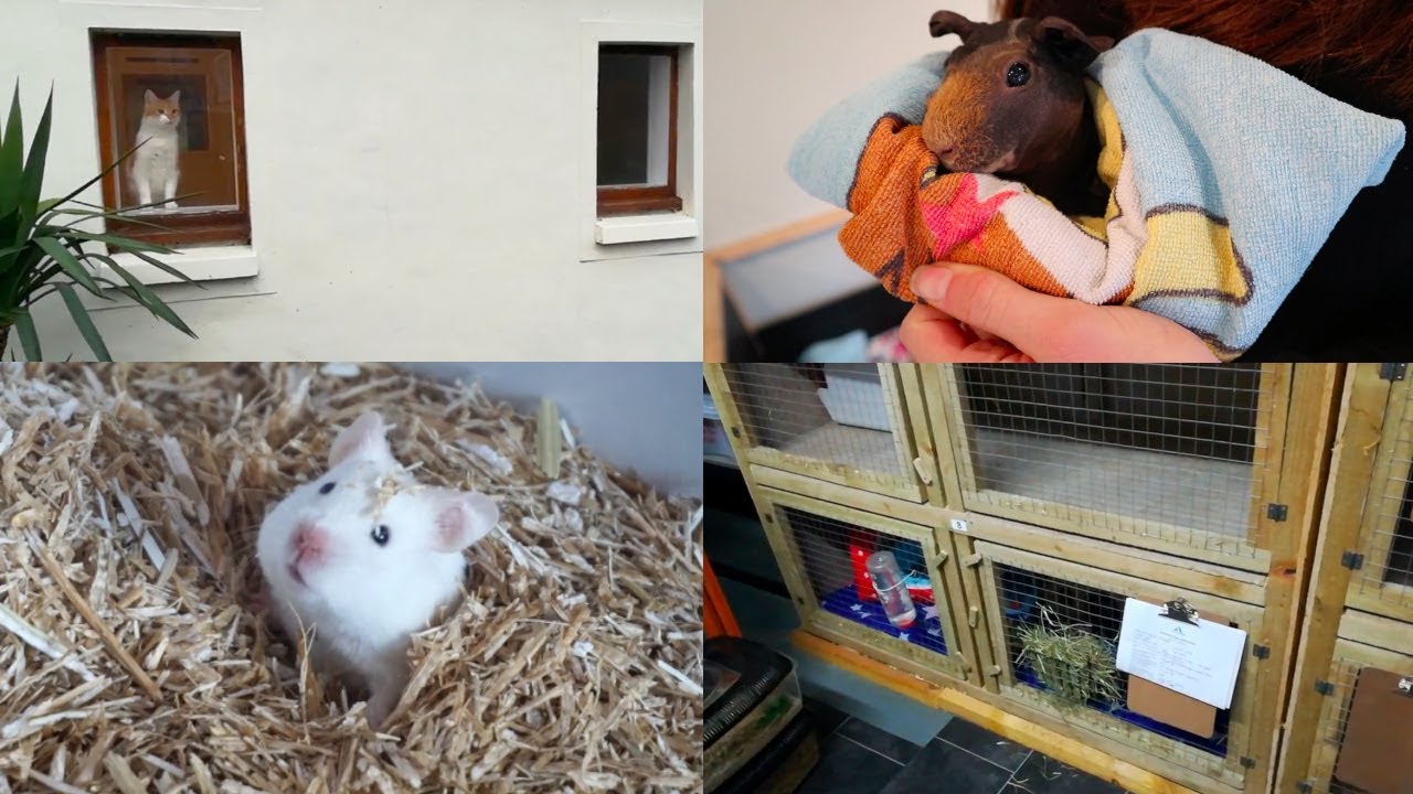 petco hours Taking The Pets To Scotland!