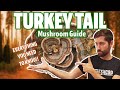 Is Turkey Tail The Holy Grail Of Medicinal Mushrooms? (Ultimate Guide)