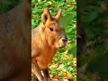 Mara