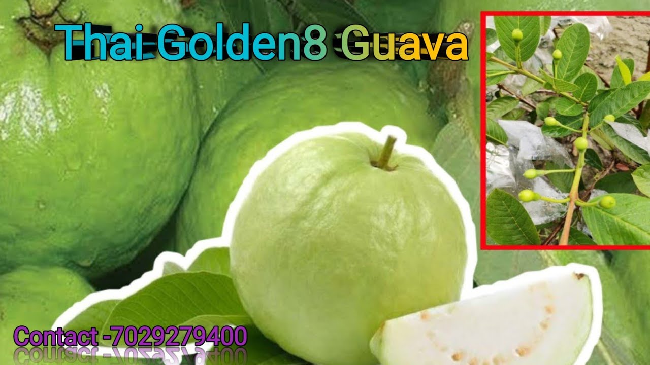 Thai Golden-8 Guava Fruit cultivation //थाई गोल्डन 8 अमरूद की खेती करके ...