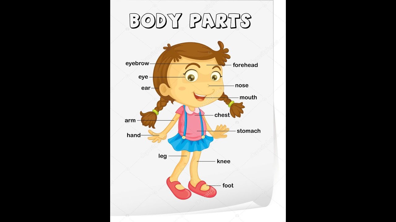 2 ano A - B... Parts of the body (aula 03) - YouTube