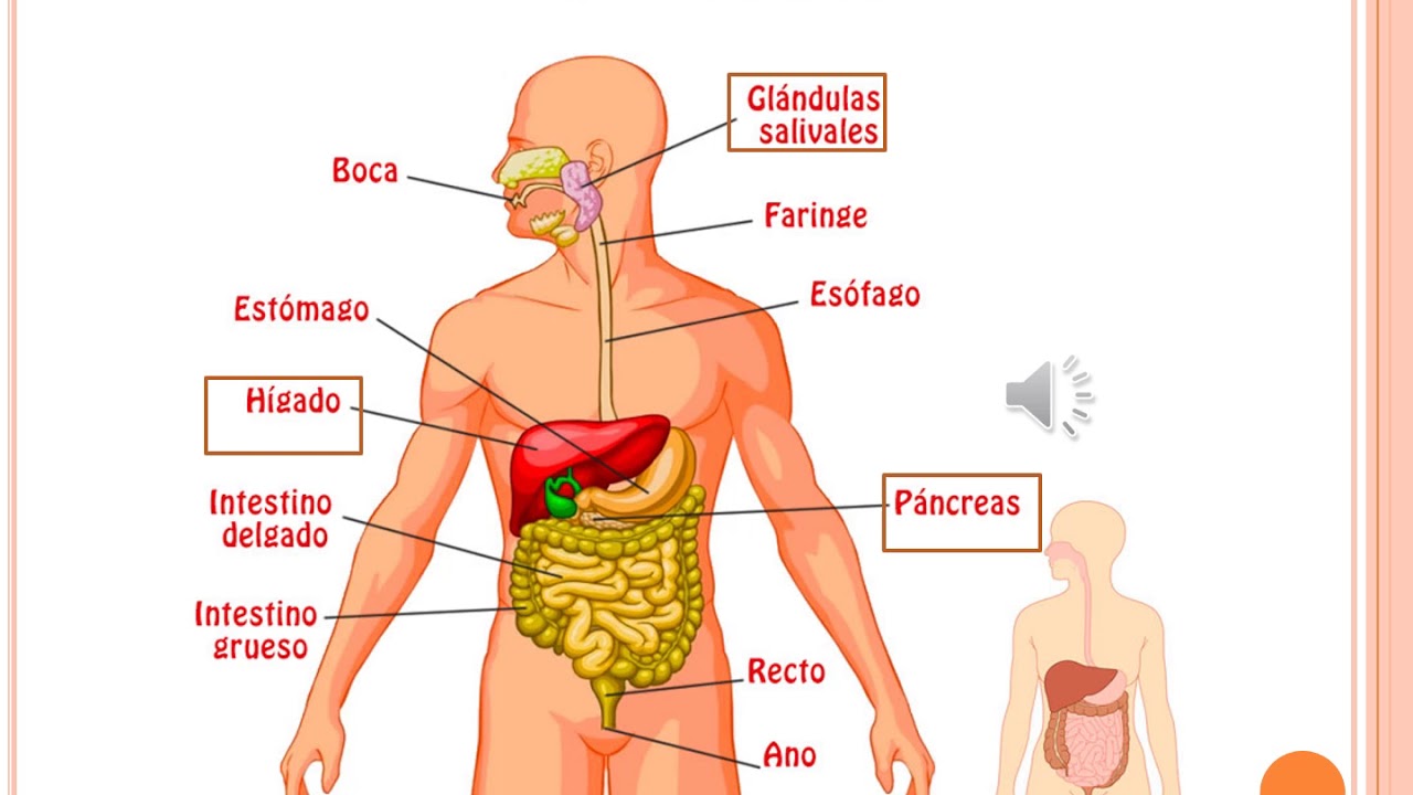 O Sistema Digestorio Humano é Responsavel Por Tirar Dos Alimentos