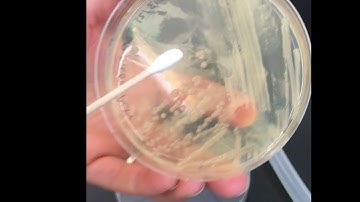 Creating bacteria lawn with a swab