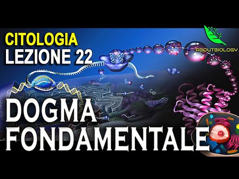 Video: Come è orientata direzionalmente la sintesi dna/rna?