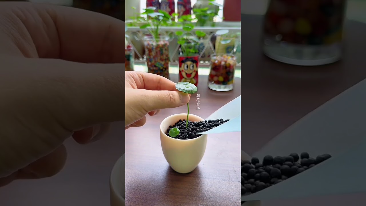 How to growing grass flowers in cup #diy #flowers #plants #garden #video #shorts