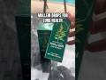 Mullein Leaf Extract Reduces Mucus and Aids Digestion #mucusrelief #mulleindrops #digestionsupport