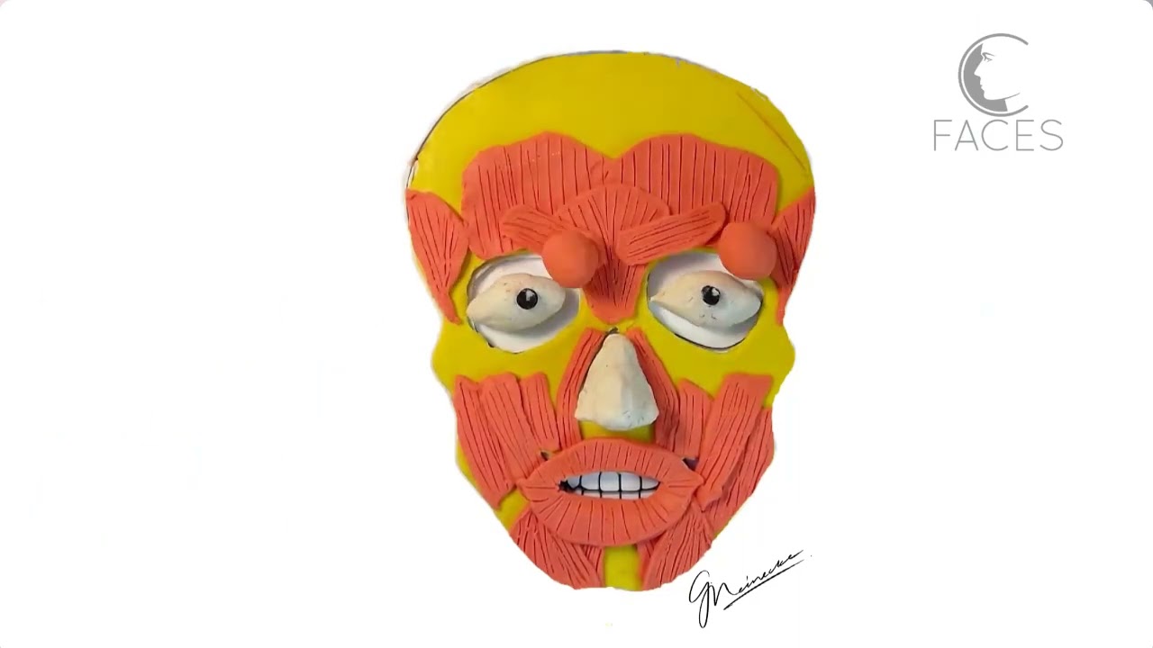 How the Face is arranged in layers