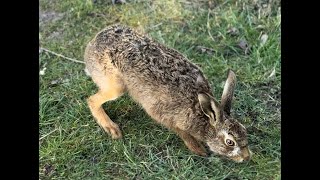 Boxing Hares, Mad March hares in England