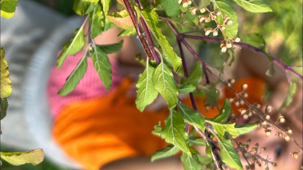 How To Make Holy Basil Tea (Tulsi Tea Recipe) YouTube