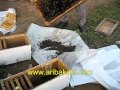 Ana arı kutusu hazırlama, arıcılık videosu