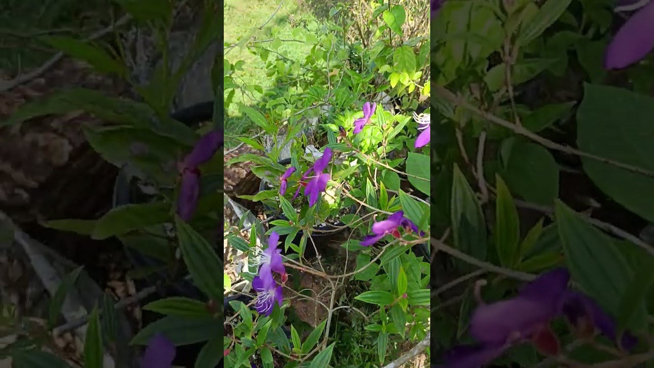 melastoma violet💜💜💜