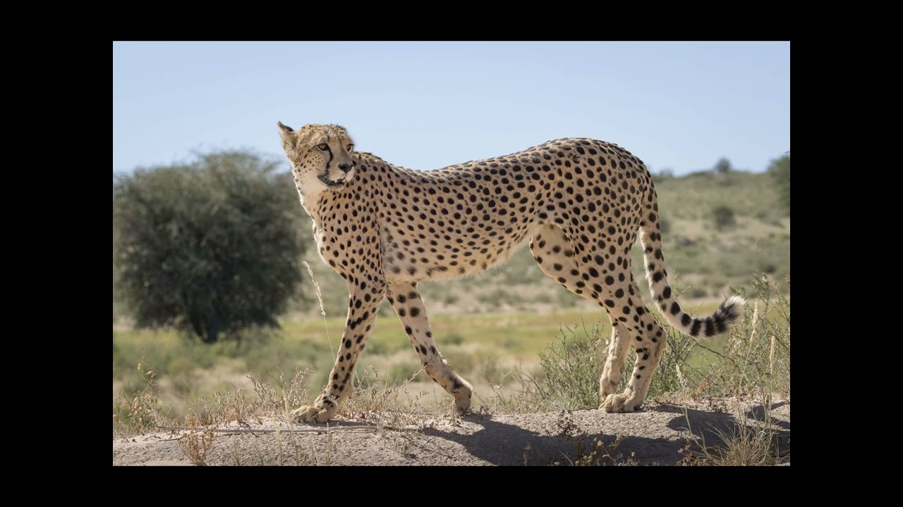 Kgalagadi- heat, dust and rewards
