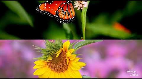 خواتيم سورة المؤمنون بصوت الشيخ ادريس ابكر