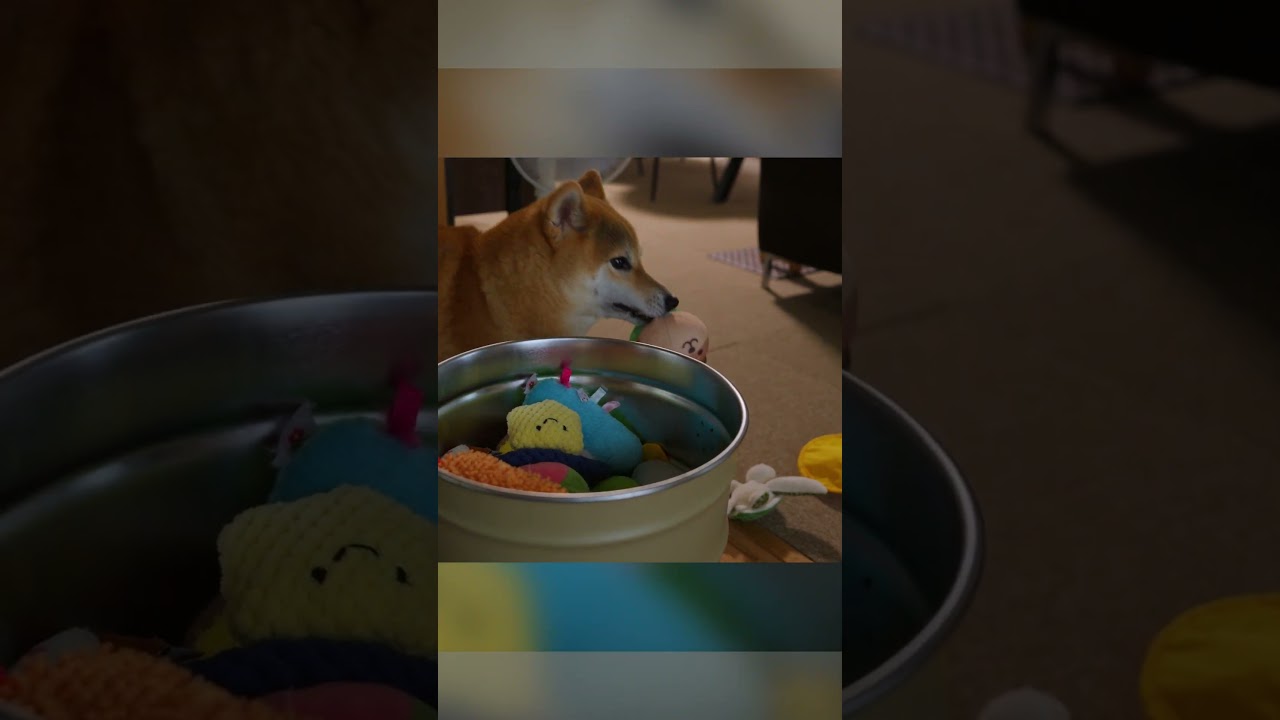 Shiba Inu Desperately Tries to Get the Attention of Its Owner Who