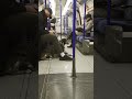 Tommy in London Northern Line