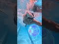 🏊‍♂️ Swimming: Fun + Fitness = Perfect Full Body Workout!