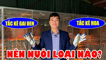 NÊN NUÔI TẮC KÈ HOA HAY TẮC KÈ GAI ĐEN? TRẠI GIỐNG TẮC KÈ LỚN NHẤT TOÀN QUỐC | CHĂN NUÔI VIỆT