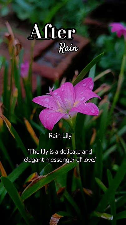 After Rain.✨💗#flowers #nature #coversong #song #vintage #oldies #love #explore #youtube #music #yt