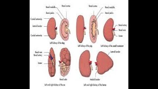 urinary system: Kidney and ureter