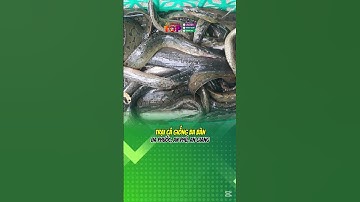 💕Top 3 địa chỉ cung cấp cá chạch giống chất lượng tại An Giang💕|Angiangtoplist.com