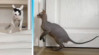 Cats vs Wall of Toilet Paper. Cornish Rex vs Russian Hairless Cat