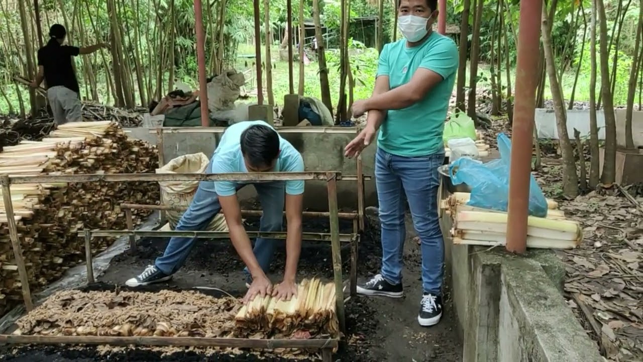Pagpapatubo ng kabute sa katawan ng saging at karton
