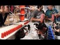 Ant drinking liquid candy - YouTube