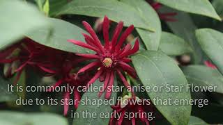 Hammond Highlight of the Month: Anise