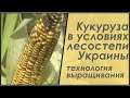 Технология выращивания кукурузы: не так, как книжка пишет, но с результатом 103 ц/га
